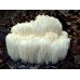 Extacto de Melena de León (Hericium erinaceus) Extacto de Melena de León (Hericium erinaceus)