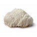Extacto de Melena de León (Hericium erinaceus)