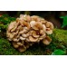Extracto de Grifola Frondosa (MAITAKE) Extracto de Grifola Frondosa (MAITAKE)