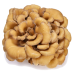 Extracto de Grifola Frondosa (MAITAKE) Extracto de Grifola Frondosa (MAITAKE)