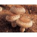 Extracto de Lentinula Edodes (SHITAKE) Extracto de Lentinula Edodes (SHITAKE)