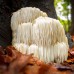 Extacto de Melena de León (Hericium erinaceus) Extacto de Melena de León (Hericium erinaceus)