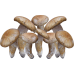 Extracto de Tricholoma Magnivelare Matzutake Extracto de Tricholoma Magnivelare Matzutake