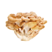 Extracto de Grifola Frondosa (MAITAKE) Extracto de Grifola Frondosa (MAITAKE)